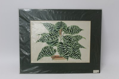 Lot 1293 - Group of late 19th century coloured botanical lithographs from 'The Garden' magazine, circa 1890, each mounted, smallest 39cm x 31cm, largest 51cm x 41cm