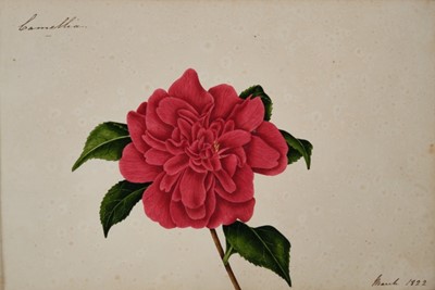 Lot 705 - Fine Regency botanical album