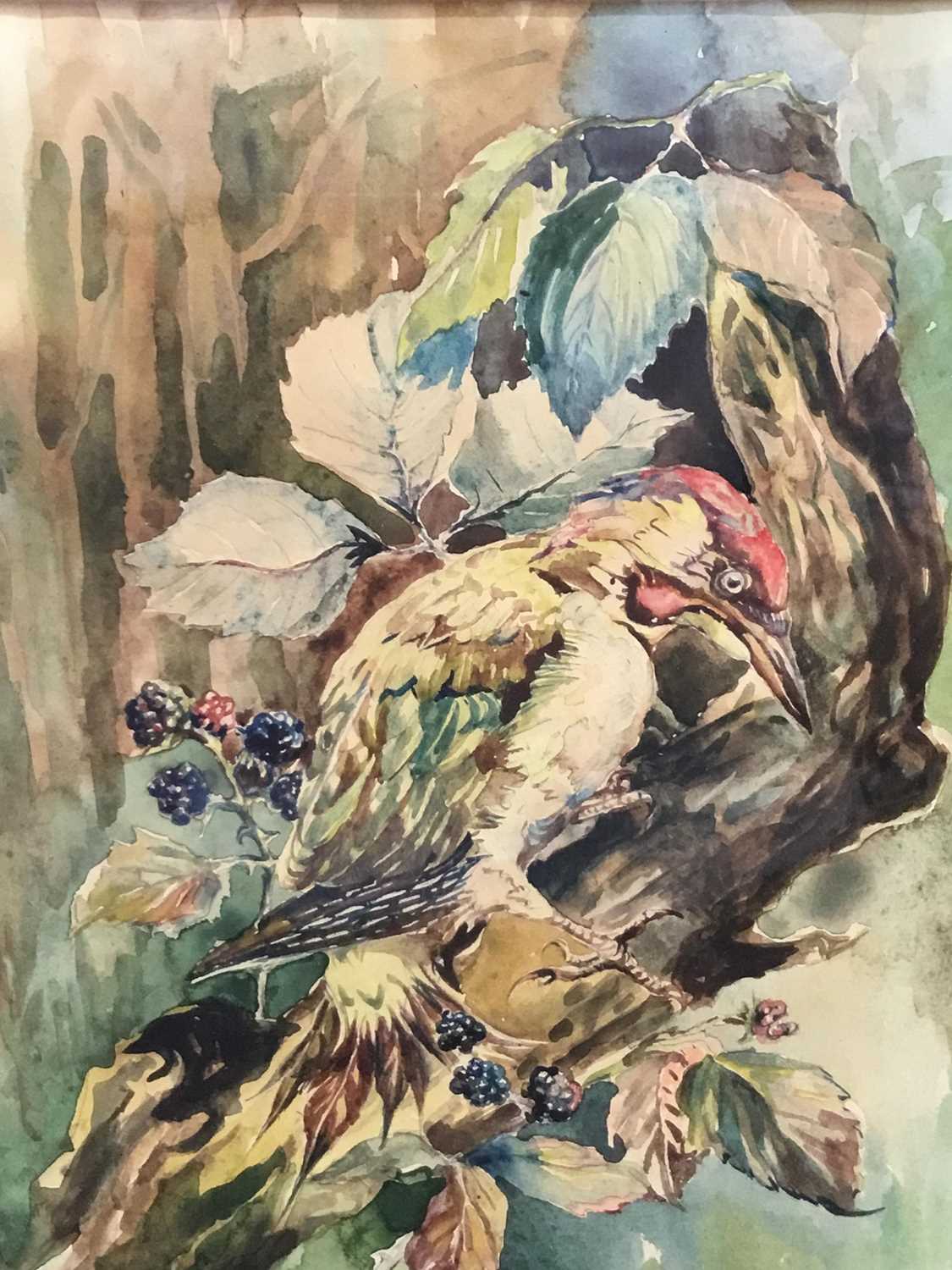 Lot 165 - Basil Ede (1931-2016) watercolour - a green woodpecker, signed, 28cm x 21cm, in glazed gilt frame  
NB: this is likely an early left handed work shortly after his stroke in 1989