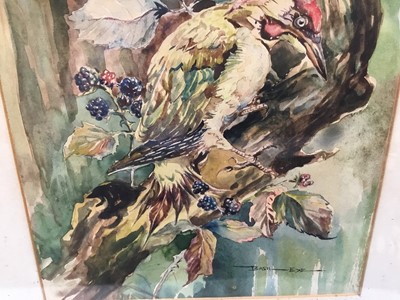 Lot 165 - Basil Ede (1931-2016) watercolour - a green woodpecker, signed, 28cm x 21cm, in glazed gilt frame  
NB: this is likely an early left handed work shortly after his stroke in 1989