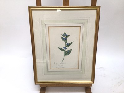 Lot 24 - Group of five mid 19th century botanical watercolours to include 'Common Saintfoin'