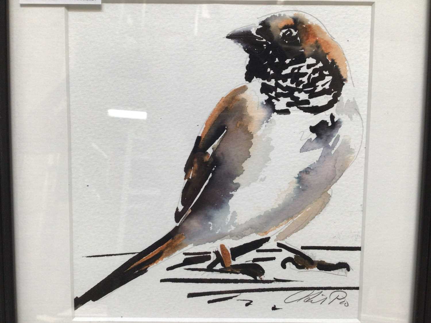 Lot 16 - English School, contemporary, watercolour - A Sparrow, indistinctly signed, 15cm x 14cm, in glazed frame