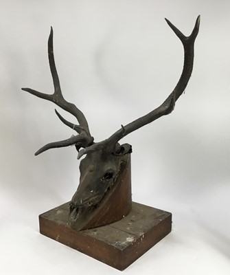 Lot 1008 - Of Sir Edwin Landseer interest: Mounted stag’s skull and antlers