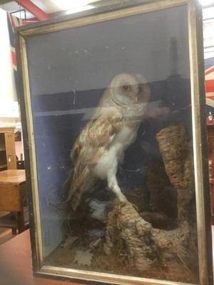 Lot 369 - Antique taxidermy barn owl in case