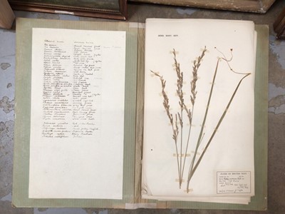 Lot 46 - Box of pictures and prints, together with a folder of pressed common grass and weed specimens