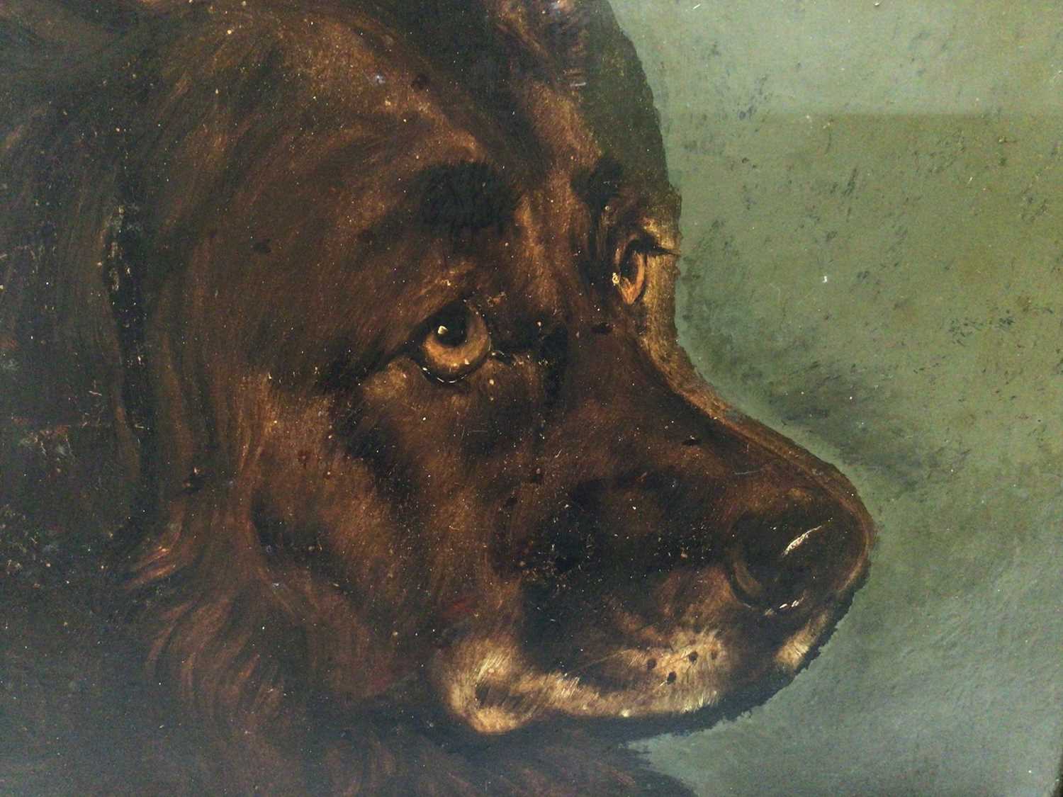 Lot 91 - Attributed to George Earl (1824 - 1908), oil on board, A study of the head of a large dog, in gilt and painted frame. 24 x 29cm.