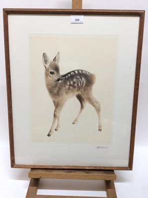 Lot 185 - Kurt Meyer-Eberhardt (1895-1977) signed artists proof coloured etching - Standing Fawn, 50cm x 40cm, in glazed frame