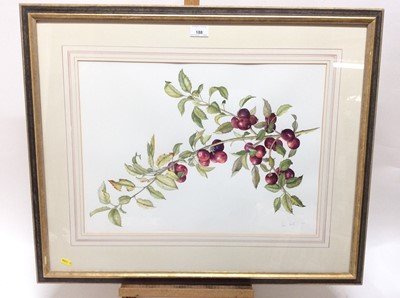 Lot 188 - Susan Corbett, contemporary, watercolour - still life crabapple branch, signed and dated 2000, 38cm x 52cm, in glazed gilt frame