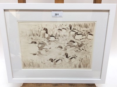 Lot 201 - Peter Partington (b.1941) signed etching - Shelduck, 20cm x 28cm, in glazed frame