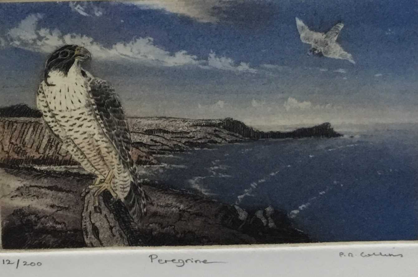 Lot 130 - P. D. Collins (Contemporary) colour etching, Peregrine, signed, titled and numbered 12/200, plate 9 x 13cm, glazed frame