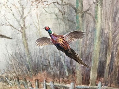 Lot 1039 - Roland Green (1896-1972) - watercolour- Pheasants in flight, 29cm x 44cm
