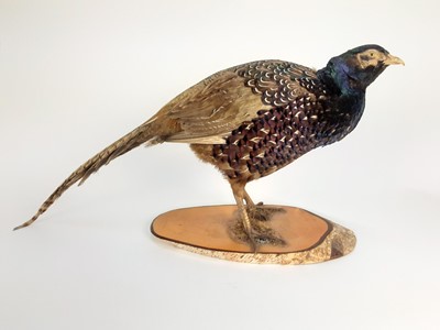 Lot 1017 - Cock Pheasant mounted on a cross section of silver birch