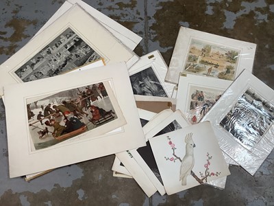 Lot 162 - Group of unframed works, 19th century and later, cartoons, botanical and others