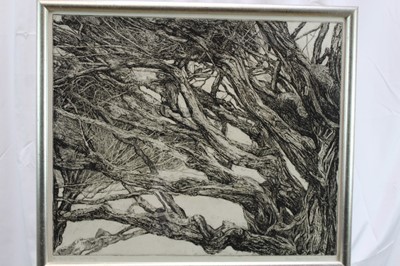 Lot 1819 - Patricia Tobacco Forrester (1940-2011) signed artist's proof etching - The Ekman Tree, circa 1970, in glazed frame 
Provenance:  Chris Beetles Ltd, London