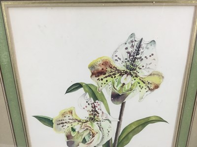 Lot 197 - Sara Pantelias, contemporary, pair of botanical watercolours, signed and tiled, 38cm x 28cm, in faux bamboo frames, together with another pair of botanical prints (4)