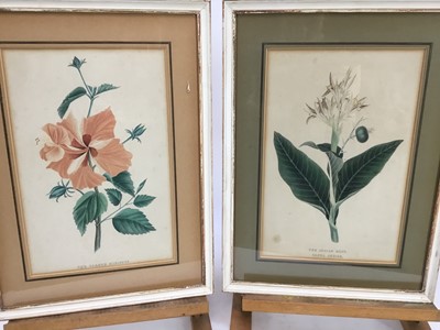 Lot 197 - Sara Pantelias, contemporary, pair of botanical watercolours, signed and tiled, 38cm x 28cm, in faux bamboo frames, together with another pair of botanical prints (4)