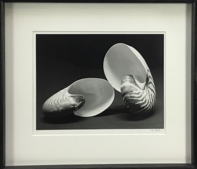 Lot 196 - Marc Stanes (b.1963) signed limited edition silver gelatin print - Two Shells, 1/5, 33cm x 42cm, in glazed frame 
Provenance: Jonathan Cooper, Park Walk Gallery
