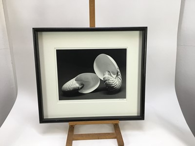 Lot 196 - Marc Stanes (b.1963) signed limited edition silver gelatin print - Two Shells, 1/5, 33cm x 42cm, in glazed frame 
Provenance: Jonathan Cooper, Park Walk Gallery