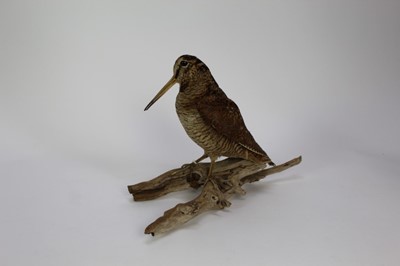 Lot 1016 - Woodcock perched on a branch base