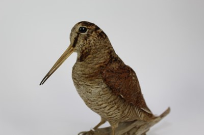 Lot 1016 - Woodcock perched on a branch base