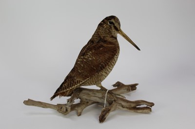 Lot 1016 - Woodcock perched on a branch base