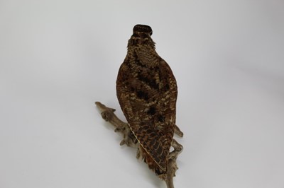 Lot 1016 - Woodcock perched on a branch base