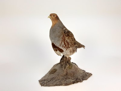 Lot 1015 - Grey Partridge mounted on naturalistic base