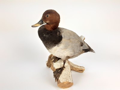 Lot 1014 - Common Pochard mounted on naturalistic wooden base