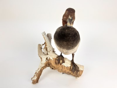 Lot 1014 - Common Pochard mounted on naturalistic wooden base