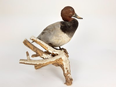 Lot 1014 - Common Pochard mounted on naturalistic wooden base