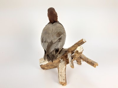 Lot 1014 - Common Pochard mounted on naturalistic wooden base