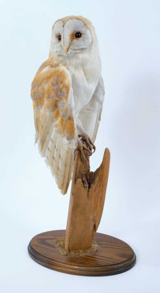 Lot 1013 - Barn Owl perched on dry tree stump mounted on oval oak base