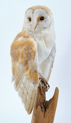 Lot 1013 - Barn Owl perched on dry tree stump mounted on oval oak base