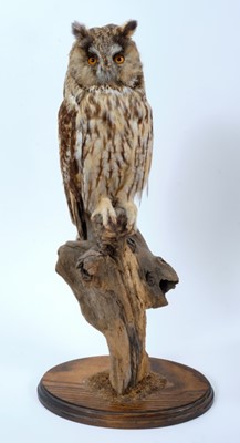 Lot 1012 - Long Eared Owl Perched on dry tree stump on oval oak base