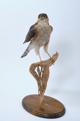 Lot 1011 - Male Sparrowhawk on naturalistic perch mounted on oval oak base