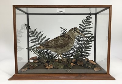 Lot 1010 - Woodcock within naturalistic setting in glazed case