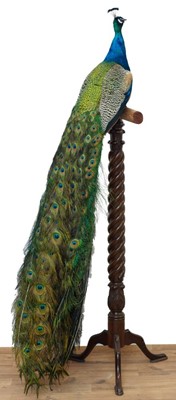 Lot 1006 - Impressive stuffed Peacock mounted on a mahogany torchère stand