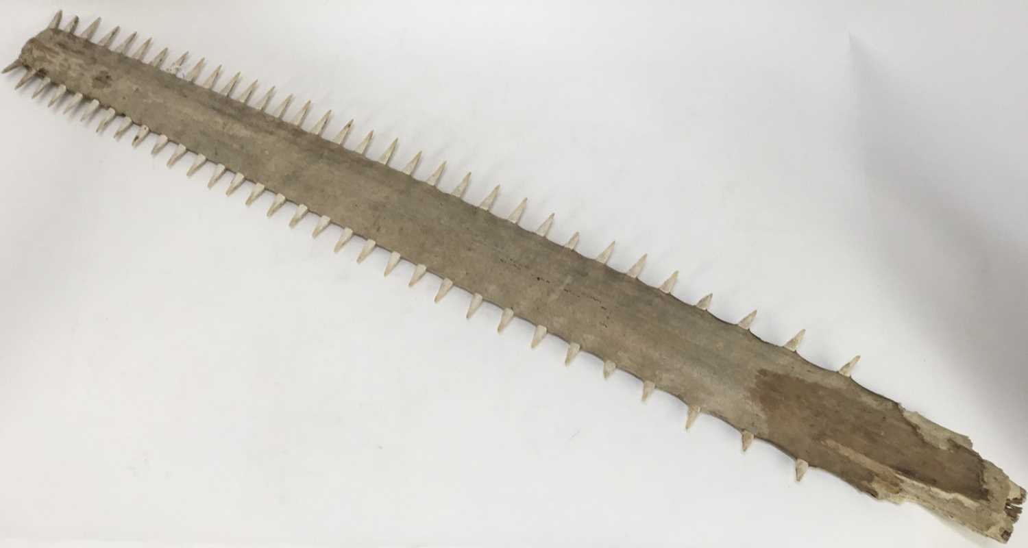 Lot 1007 - 1950s Sawfish Rostrum