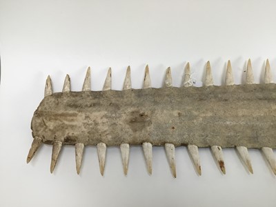 Lot 1007 - 1950s Sawfish Rostrum