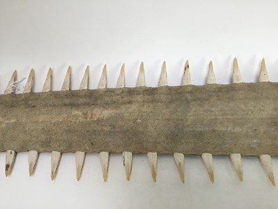 Lot 1007 - 1950s Sawfish Rostrum