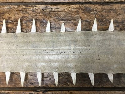 Lot 1007 - 1950s Sawfish Rostrum