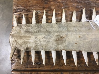 Lot 1007 - 1950s Sawfish Rostrum