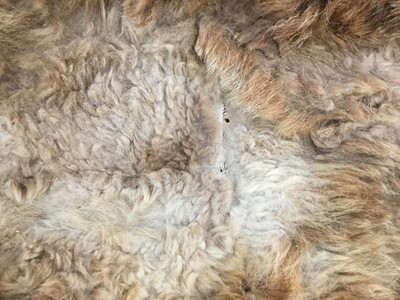 Lot 925 - Unusual Scottish wild cat rug with black felt backing