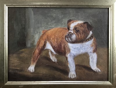 Lot 154 - English School, oil on board, 
A study of an English bulldog, in gilt 
frame. 15 x 19cm.