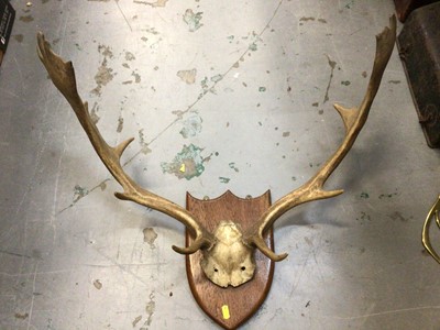 Lot 533 - Pair of stag antlers mounted on a shield