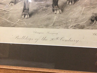 Lot 355 - Two large framed prints - Bulldog and Bull-bitches of the 20th century