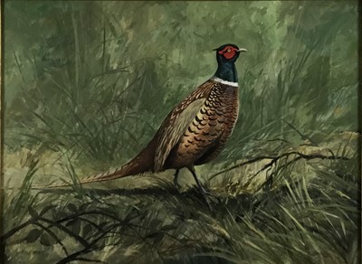 Lot 51 - Peter Merrin (Contemporary) oil on board Pheasant