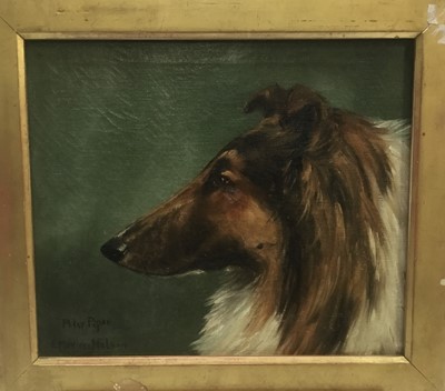 Lot 46 - E M Nelson (late 19th / early 20th century) oil on canvas, head of a dog