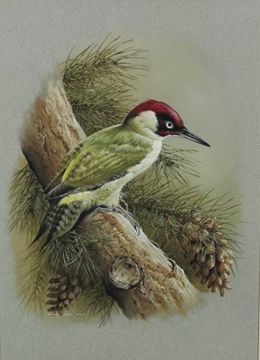 Lot 1261 - Terence James Bond (b.1946) gouache - Green Woodpecker, signed, 51cm x 35cm, in glazed gilt frame