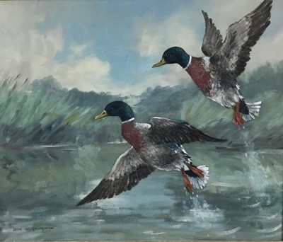 Lot 146 - John W. Gough 1929 - 2019, oil on artist board,  
A river scene with mallard ducks taking flight, signed, in painted frame. 46 x 56cm.